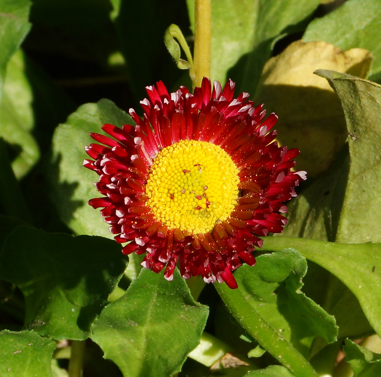 Image of Bellis perennis specimen.