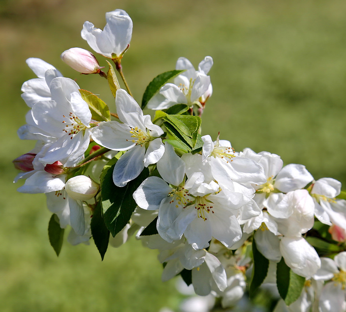 Image of familia Rosaceae specimen.