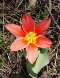 Tulipa kaufmanniana. Цветок. Украина, г. Запорожье, пустырь возле р. Верхняя Хортица. 09.04.2018.