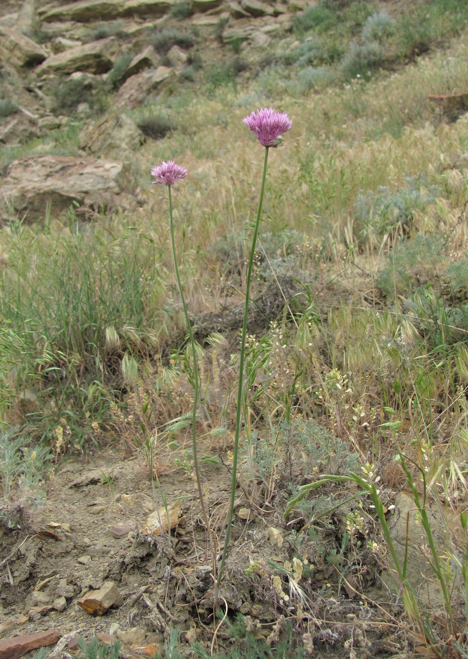 Изображение особи Allium rubellum.