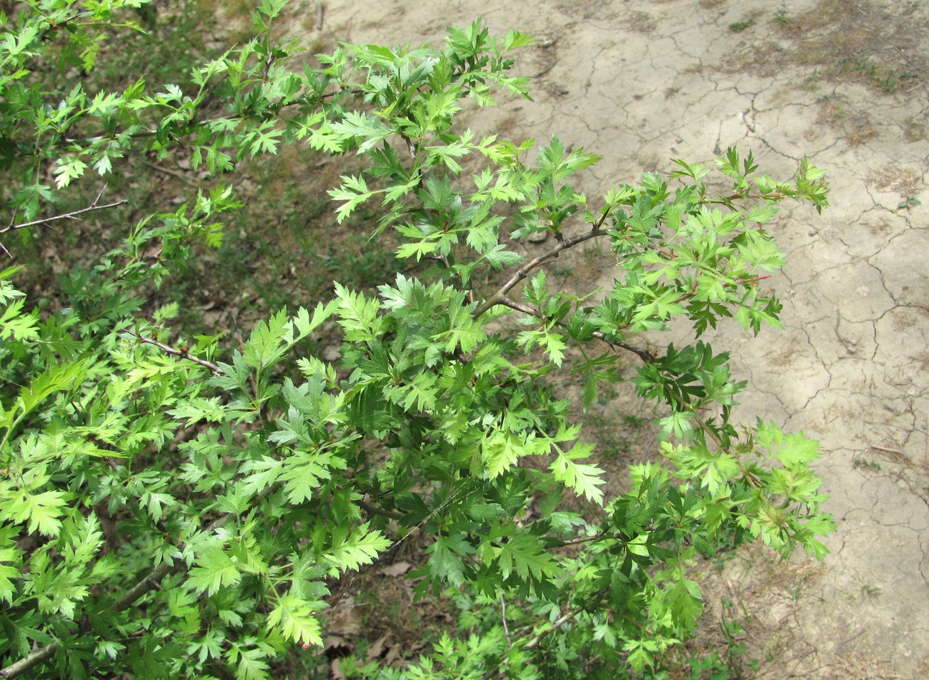 Image of Crataegus pallasii specimen.