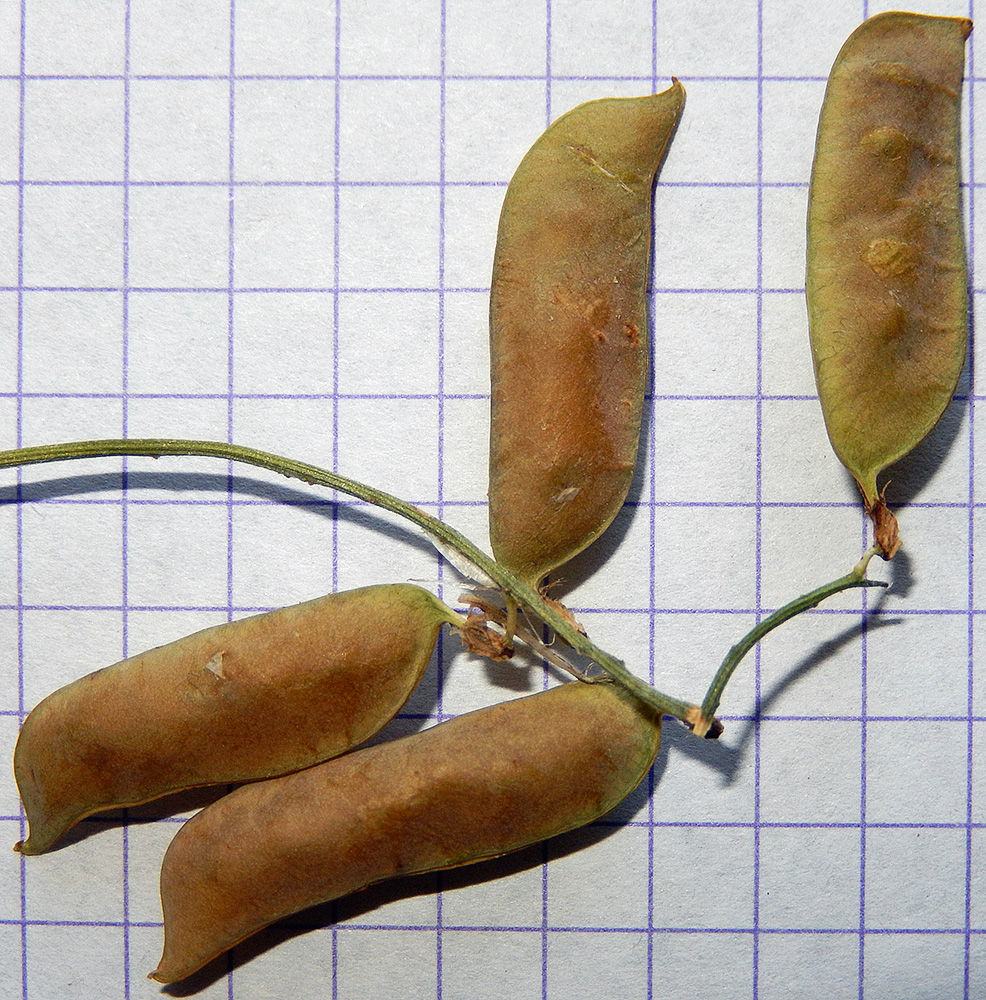 Image of Vicia varia specimen.