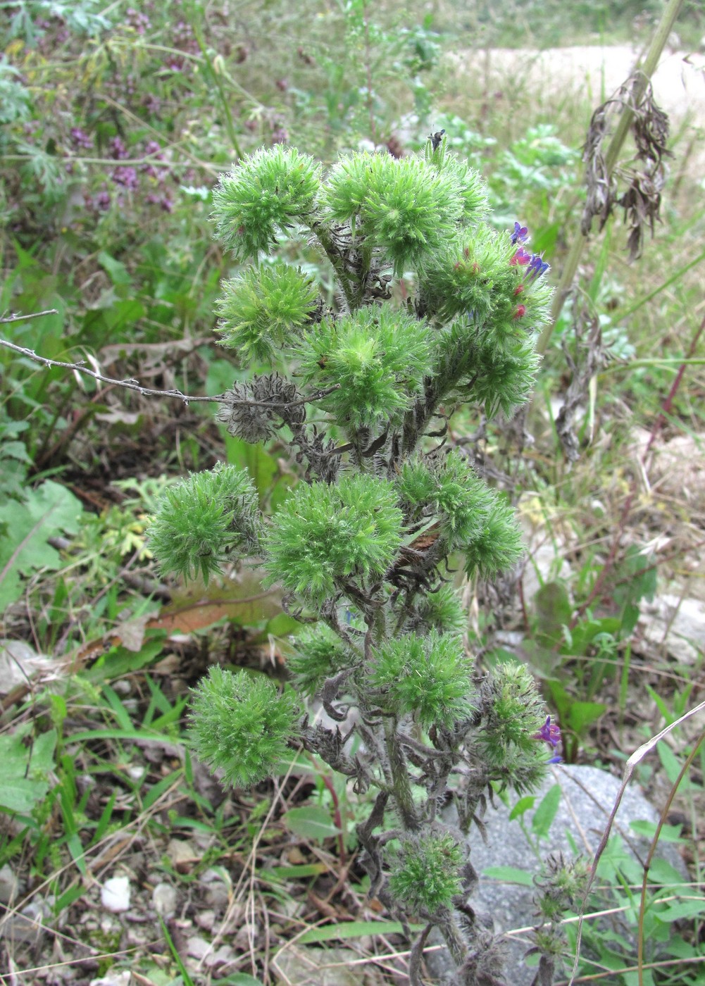 Изображение особи Echium vulgare.