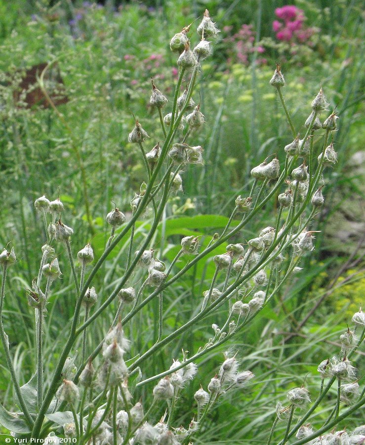 Image of Rindera lanata specimen.