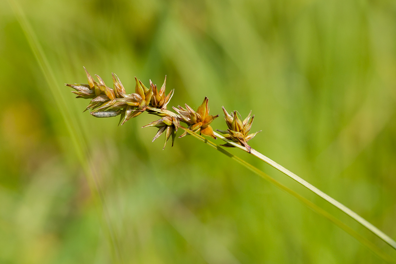 Изображение особи Carex spicata.