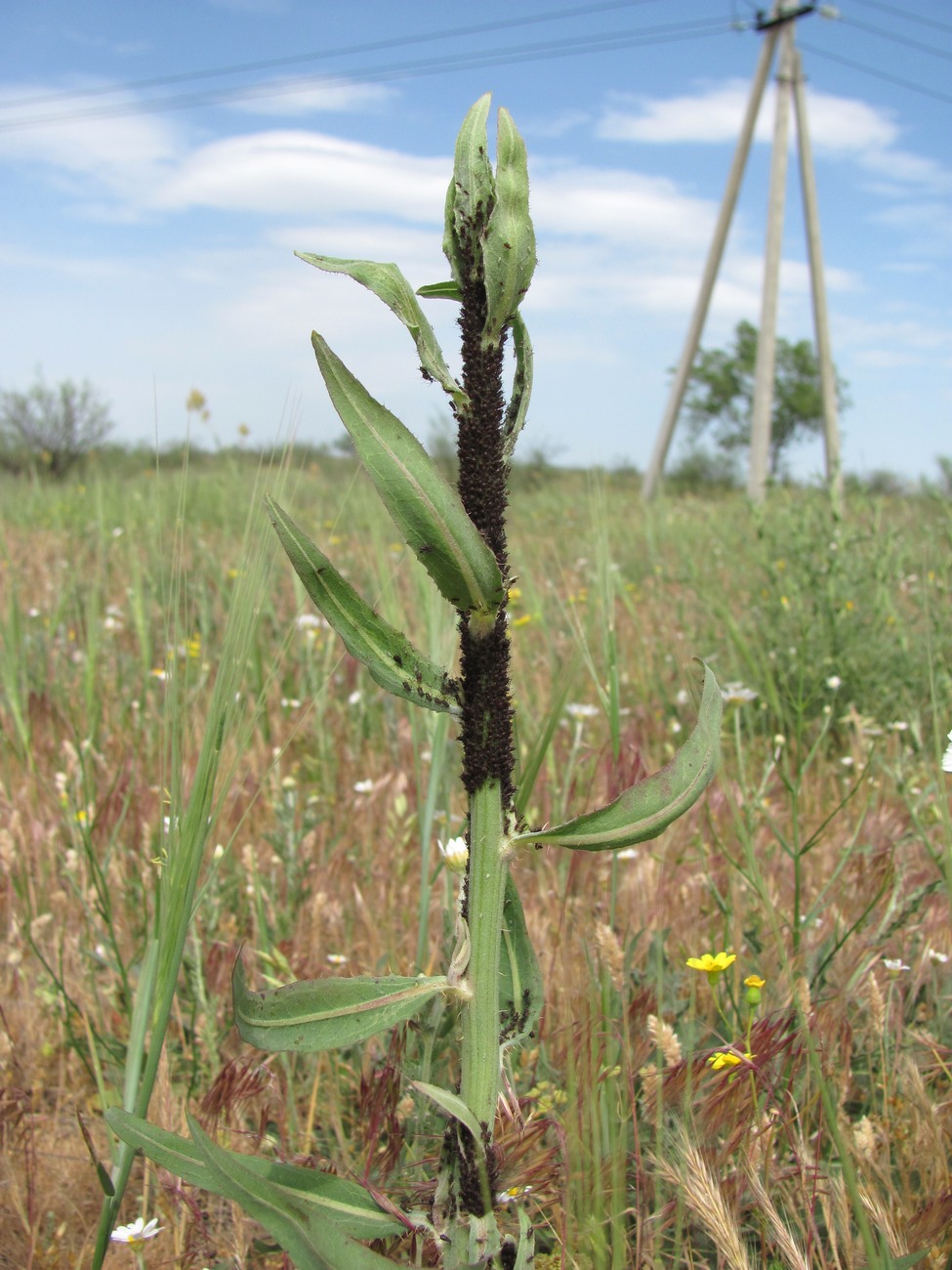 Image of Chondrilla latifolia specimen.