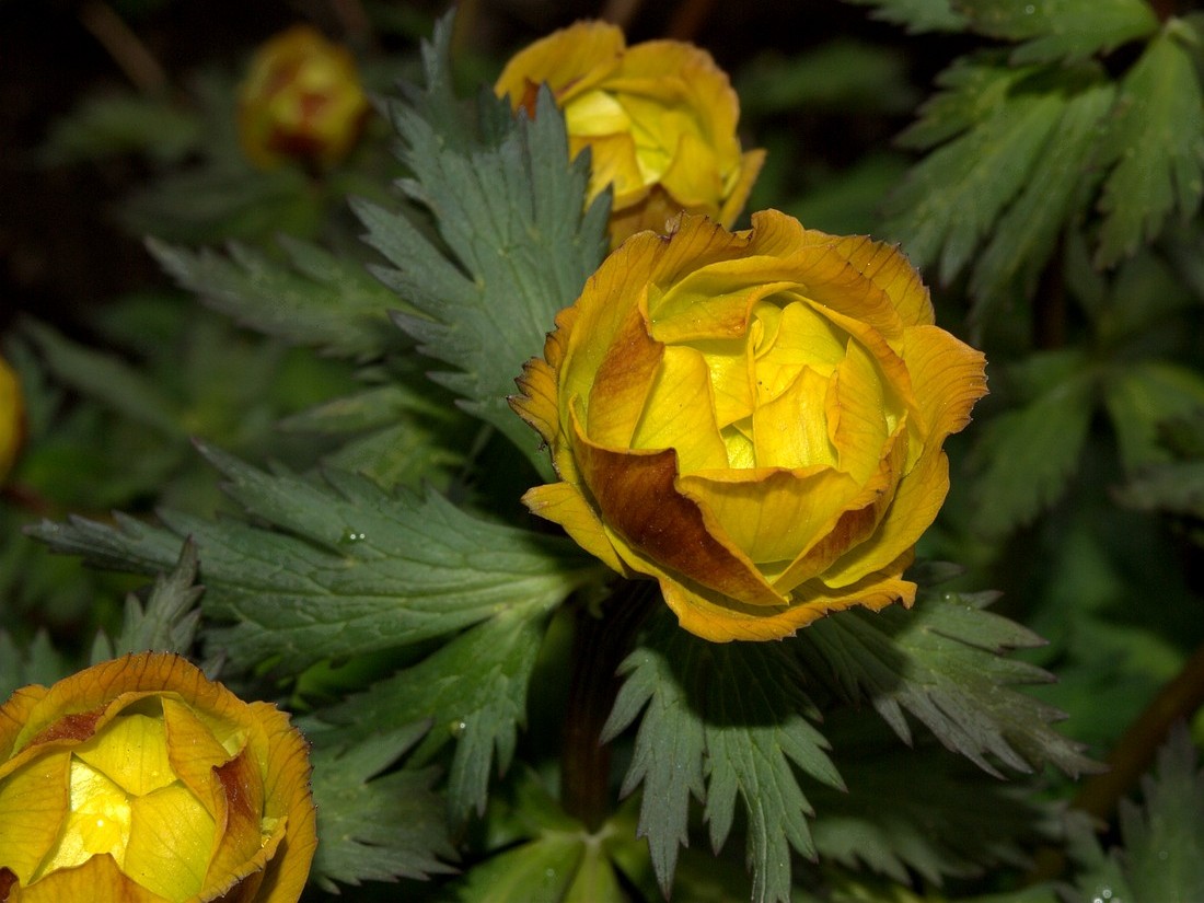 Image of Trollius asiaticus specimen.