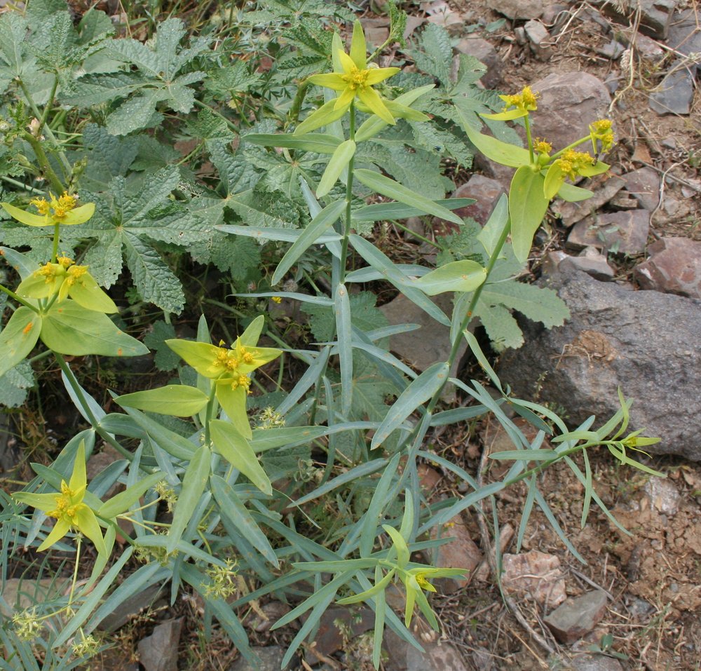 Image of Euphorbia heteradena specimen.