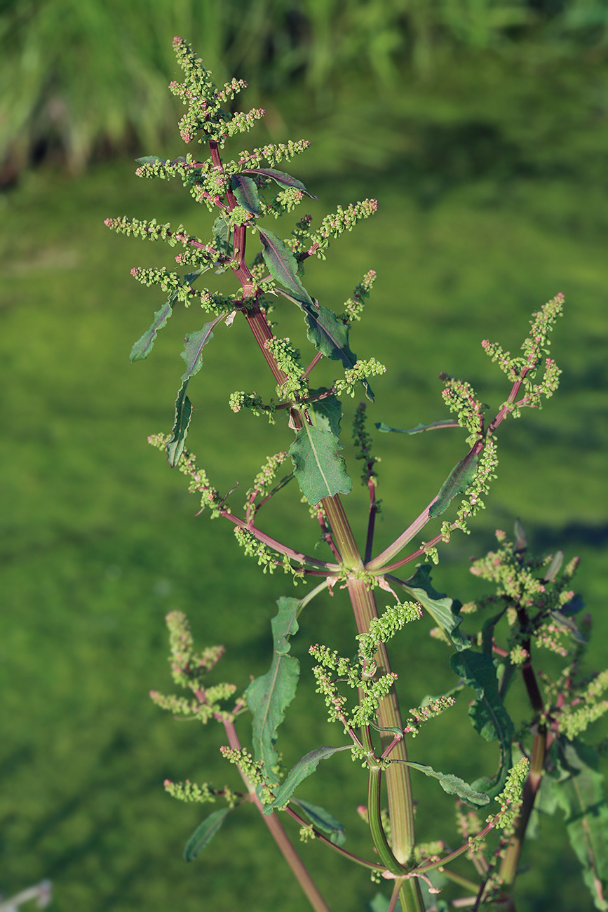 Image of Rumex gmelinii specimen.