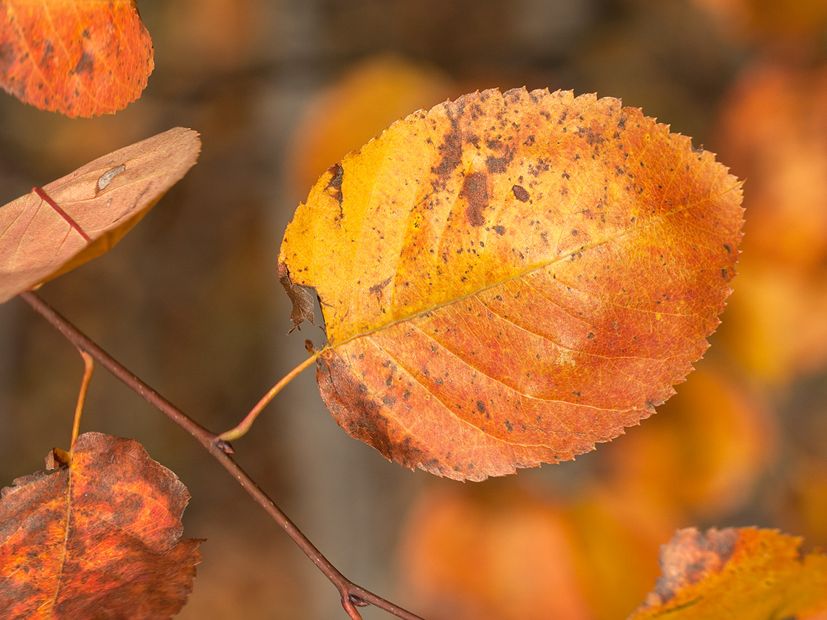 Изображение особи Amelanchier spicata.