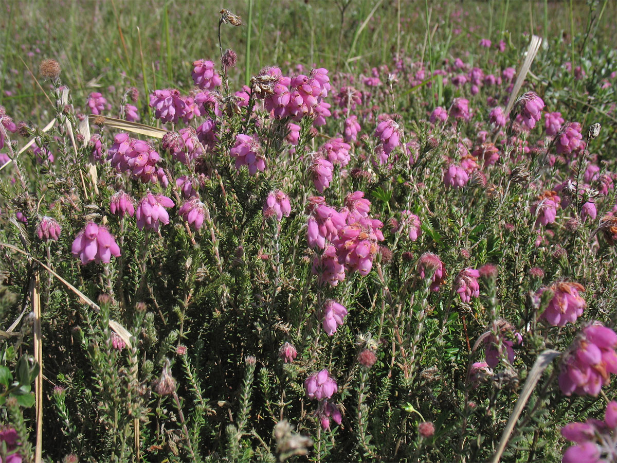 Image of Erica tetralix specimen.