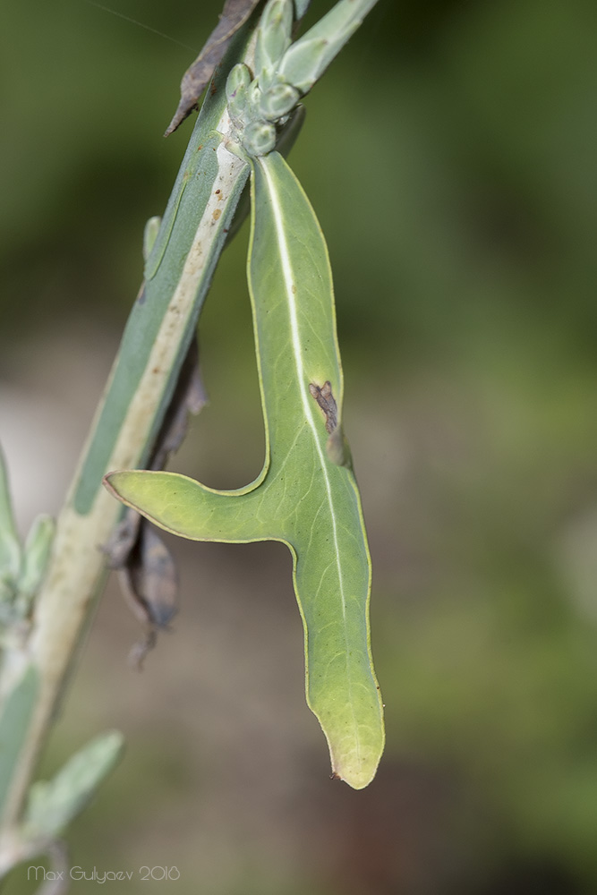 Image of Scariola viminea specimen.