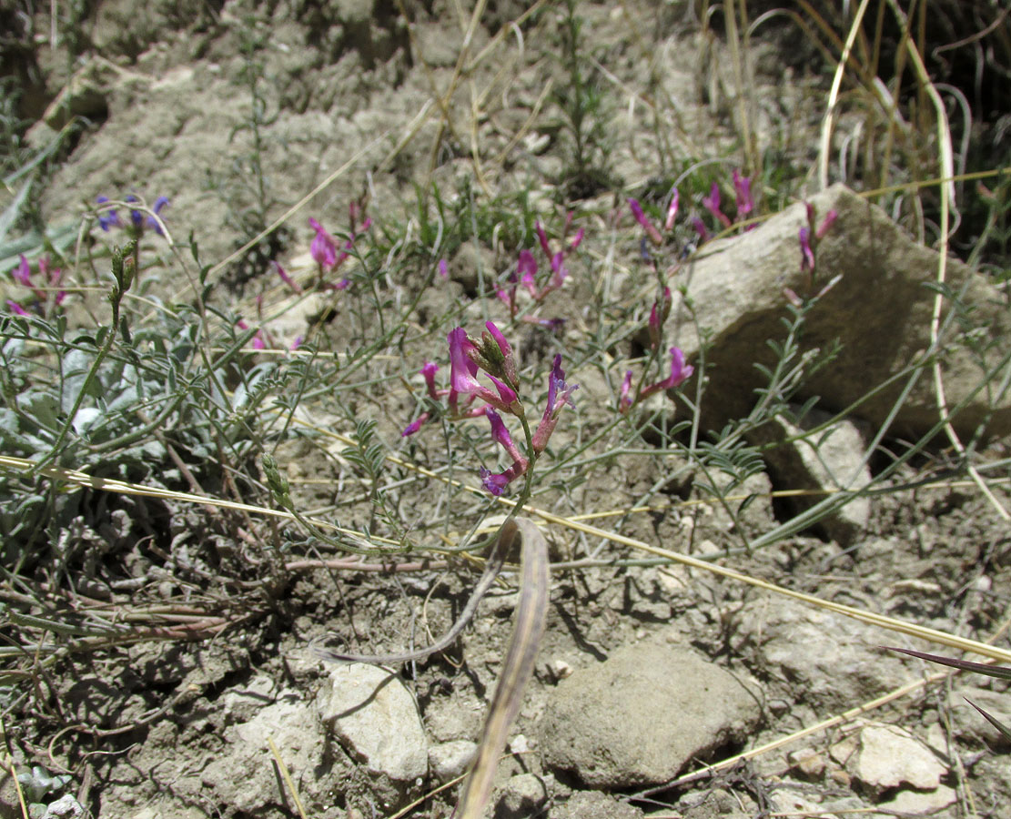 Изображение особи Astragalus haesitabundus.