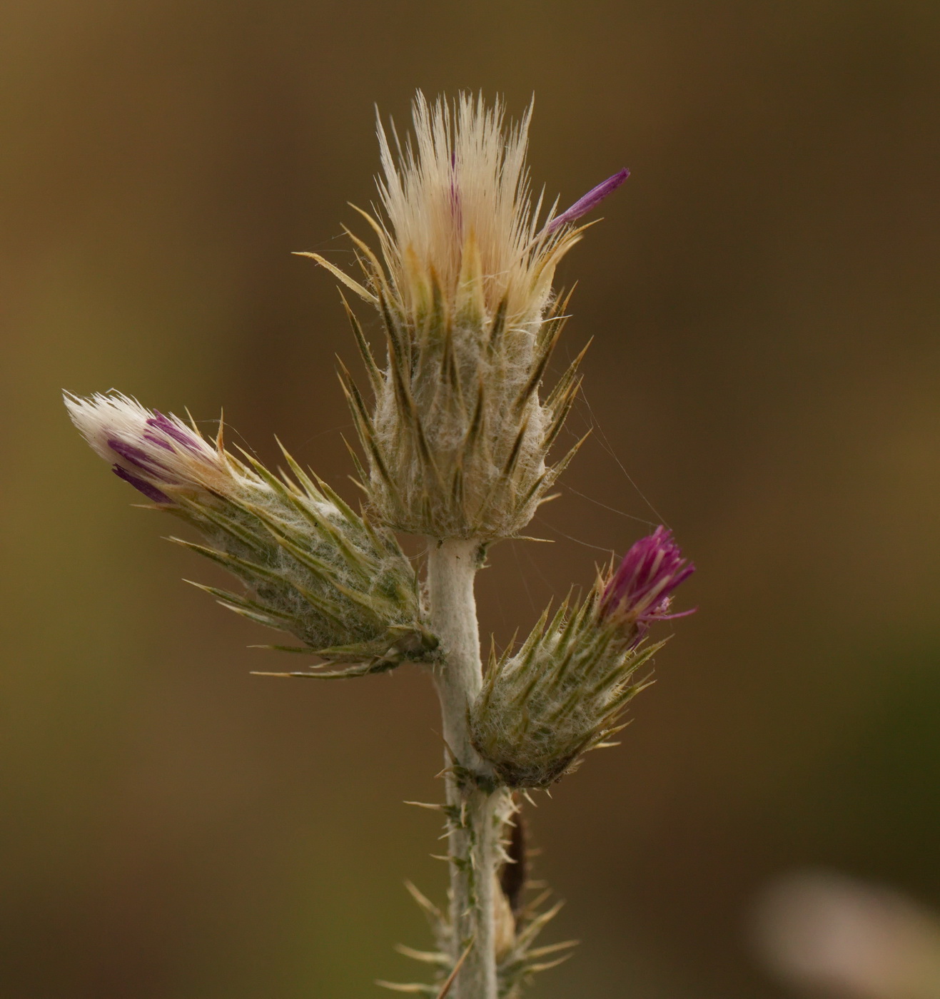 Image of Carduus cinereus specimen.