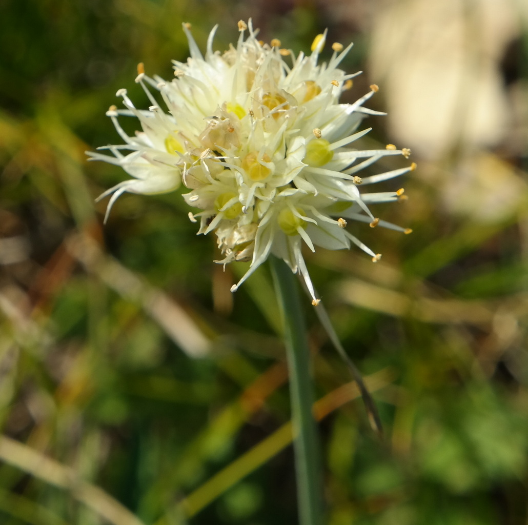 Image of Allium marschallianum specimen.