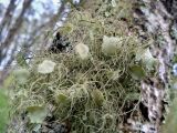 Usnea florida