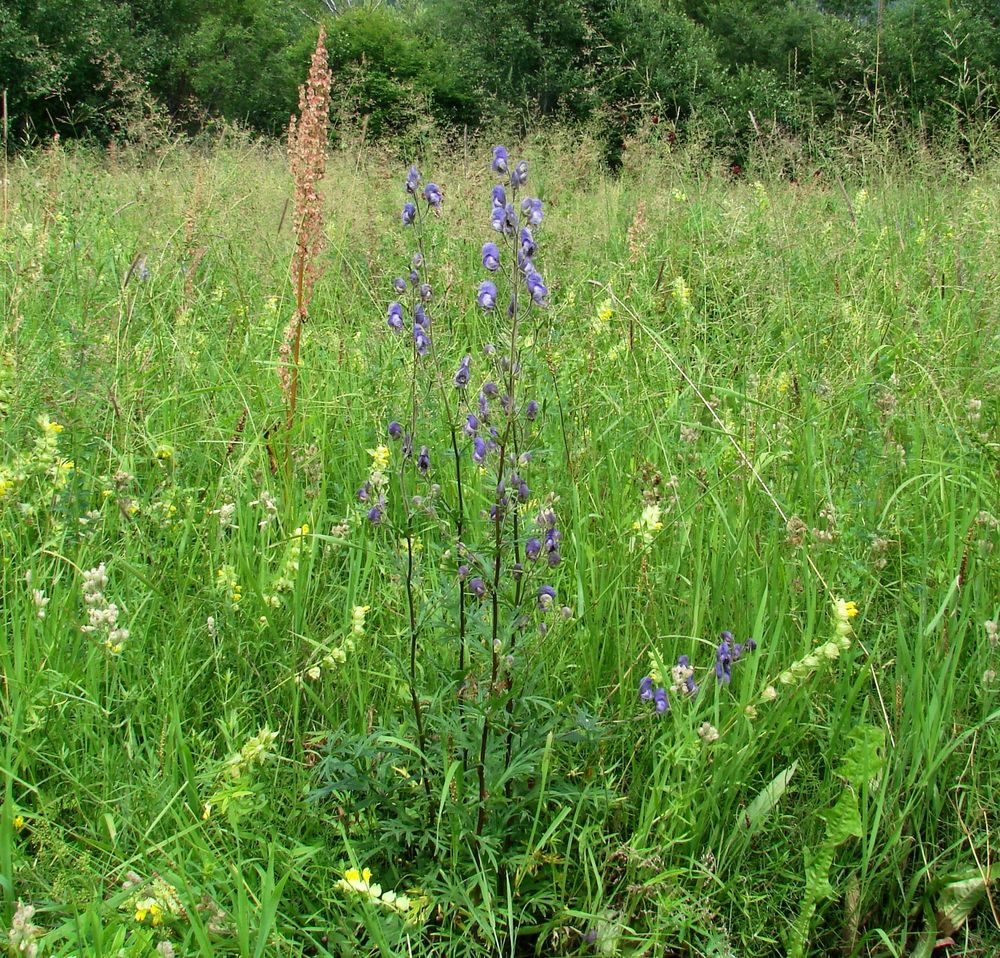 Изображение особи Aconitum baicalense.