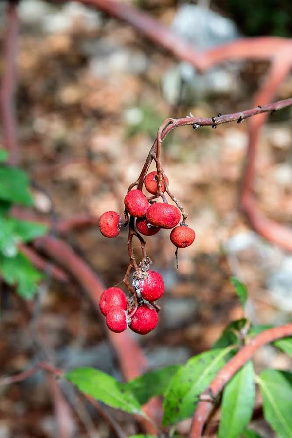 Image of Arbutus andrachne specimen.