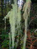 Usnea longissima