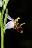 Ophrys oestrifera. Часть соцветия. Краснодарский край, г/о Новороссийск, щель Рарагащева С оз. Сукко (Кипарисовое озеро), пойменный лес. 14 мая 2019 г.