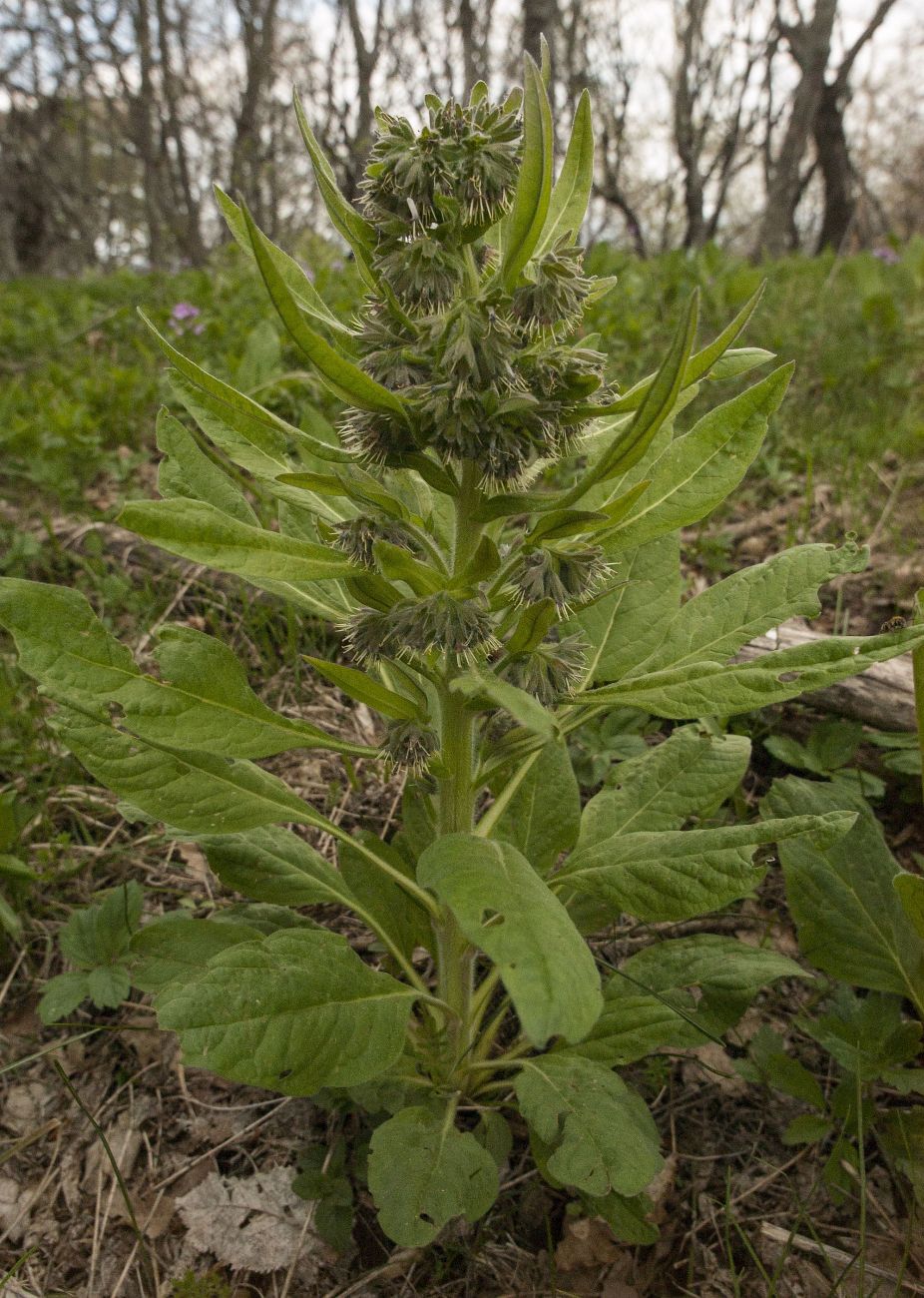 Изображение особи Solenanthus biebersteinii.