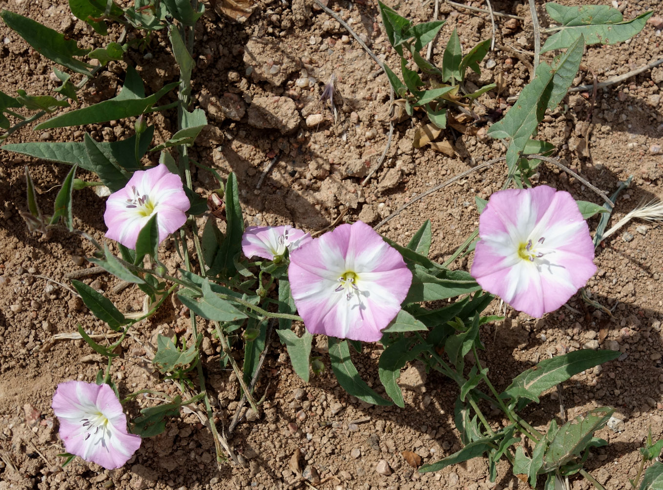 Изображение особи Convolvulus arvensis.