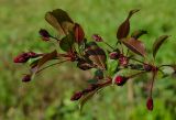 Malus × purpurea. Верхушка бутонизирующей веточки в росе. Пермский край, пос. Юго-Камский, частное подворье. 19 мая 2019 г.