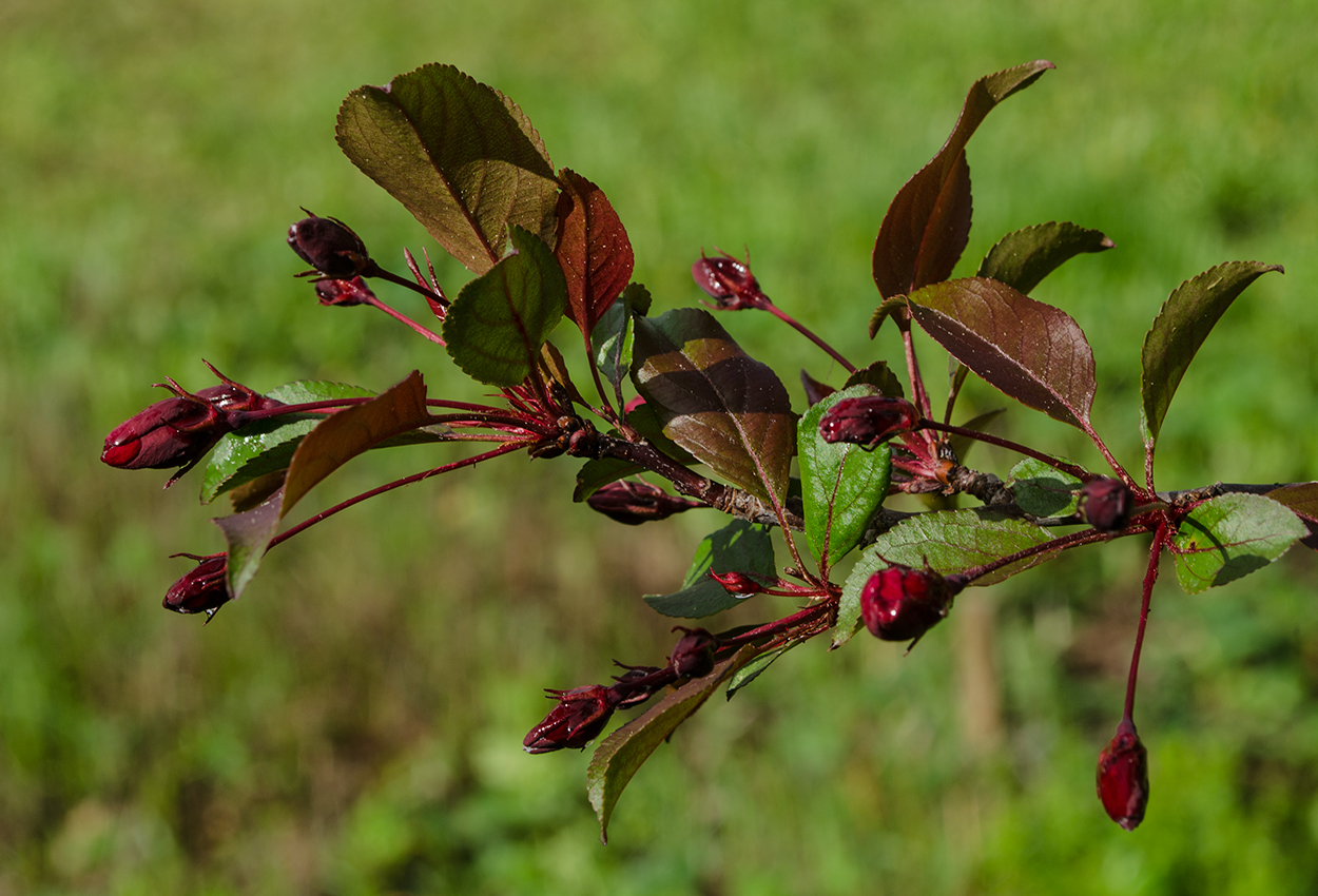 Image of Malus &times; purpurea specimen.