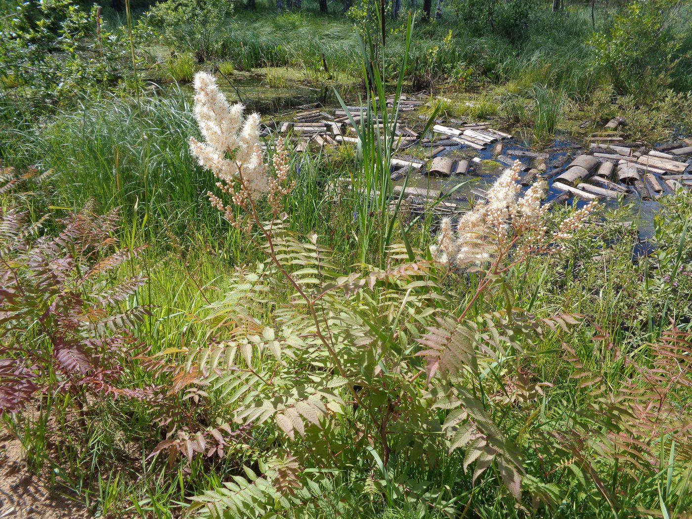 Image of Sorbaria sorbifolia specimen.