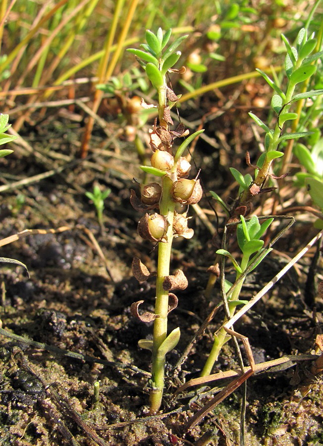 Image of Glaux maritima specimen.