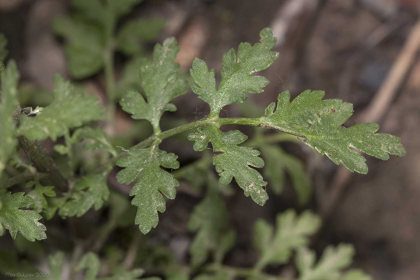 Image of Pyrethrum parthenifolium specimen.