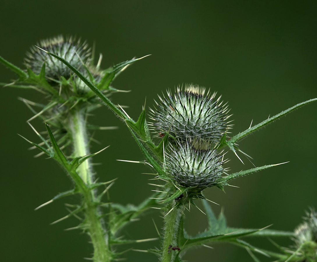 Image of Cirsium vulgare specimen.