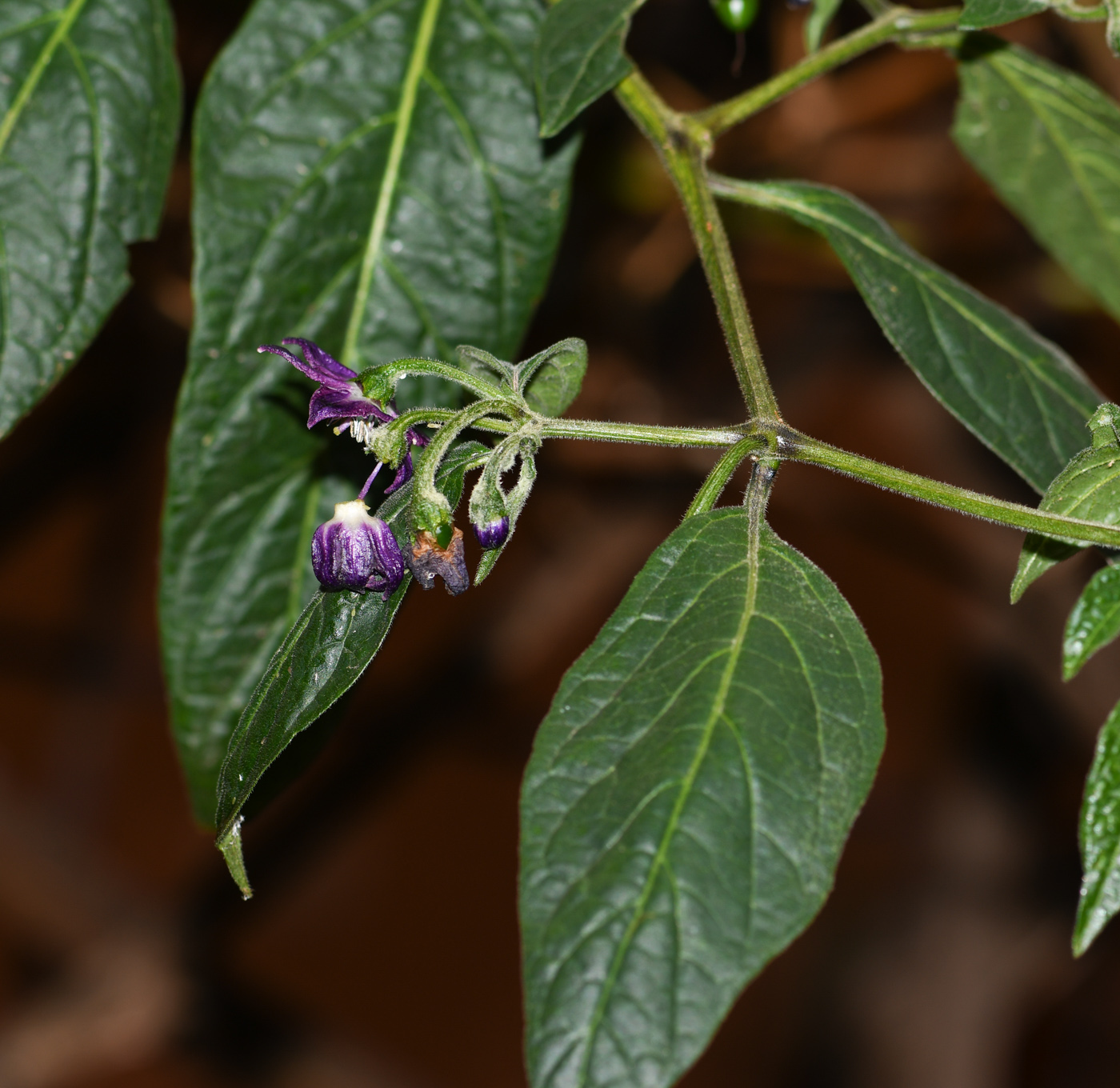 Image of Capsicum pubescens specimen.