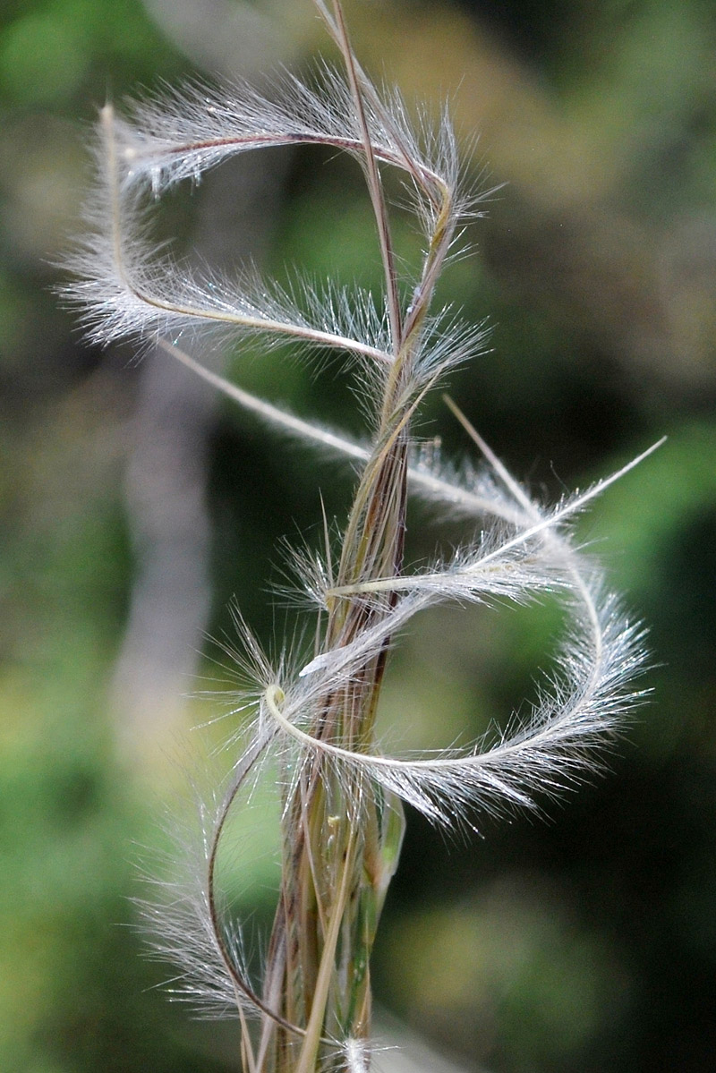 Изображение особи Stipa caucasica.