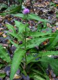 Cirsium helenioides