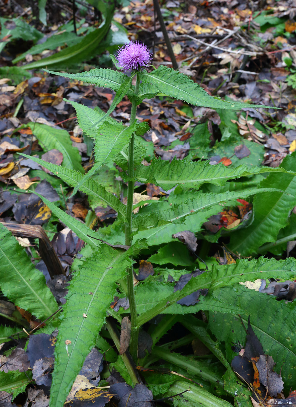 Image of Cirsium helenioides specimen.