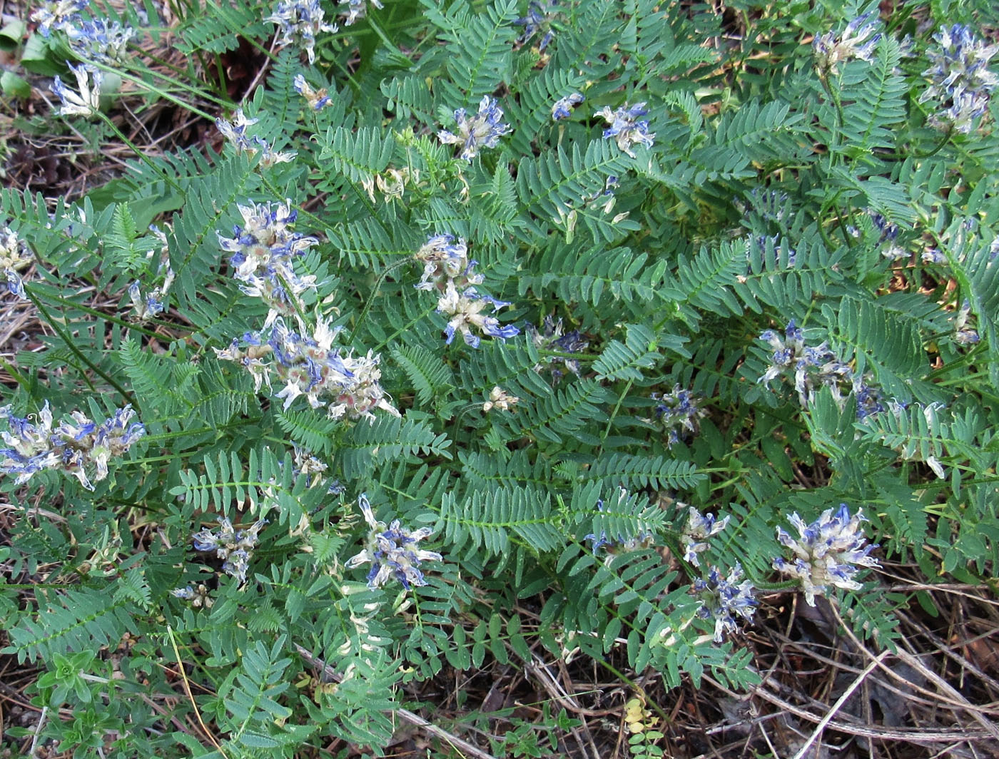 Изображение особи Astragalus tibetanus.