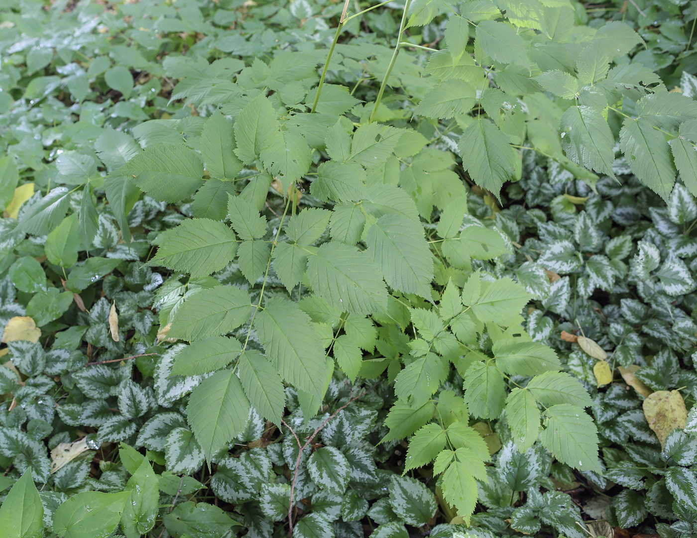 Image of genus Aruncus specimen.