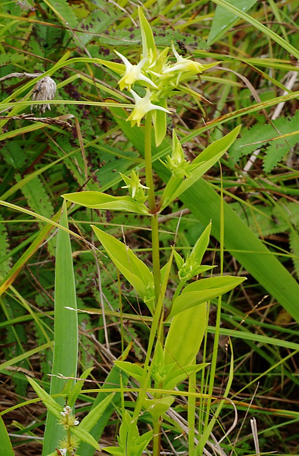 Image of Halenia corniculata specimen.