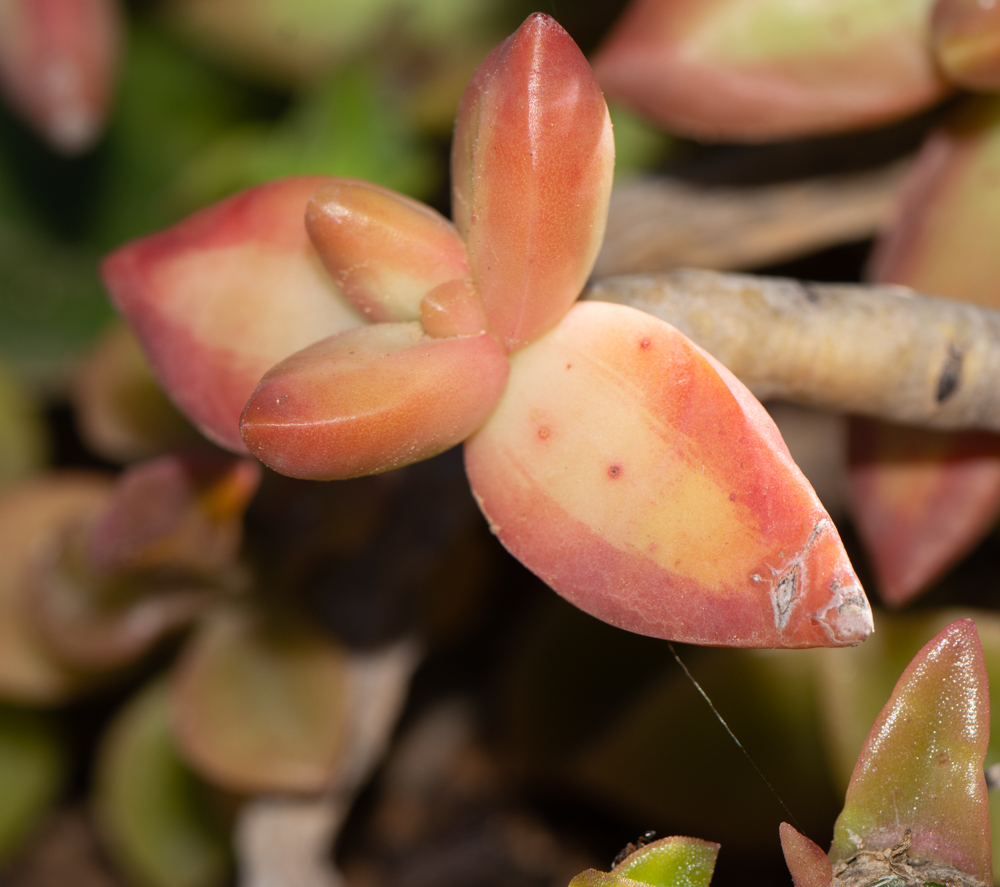 Image of Sedum adolphii specimen.