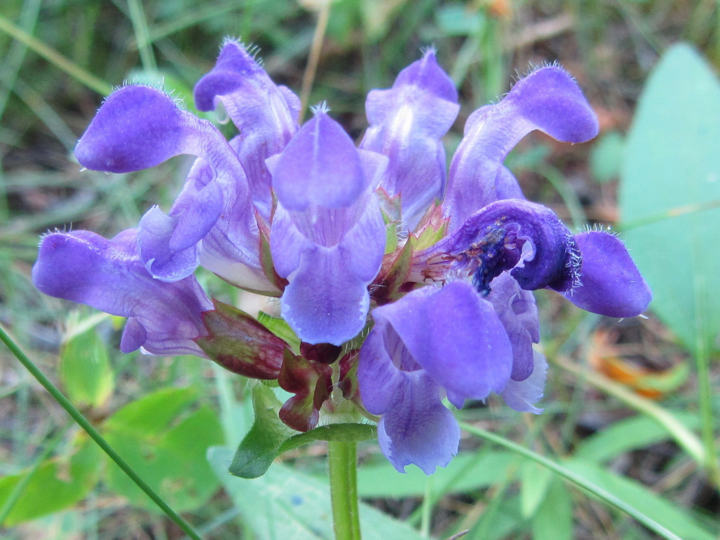 Image of Prunella grandiflora specimen.