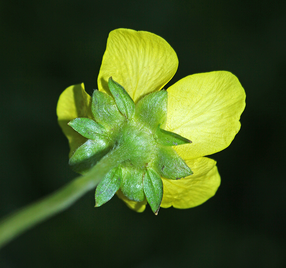 Изображение особи Potentilla pacifica.