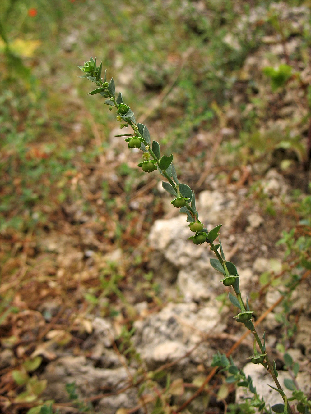 Image of Andrachne telephioides specimen.