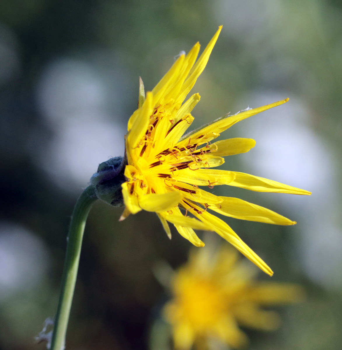 Image of Tragopogon dasyrhynchus specimen.