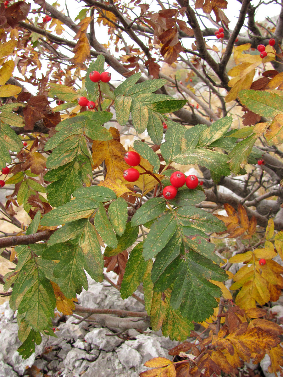 Image of Sorbus roopiana specimen.