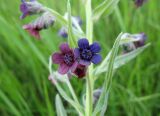 Смотреть изображение Cynoglossum officinale