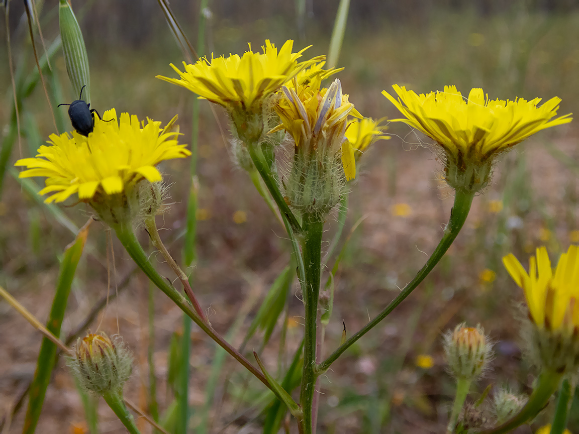 Изображение особи Crepis rhoeadifolia.