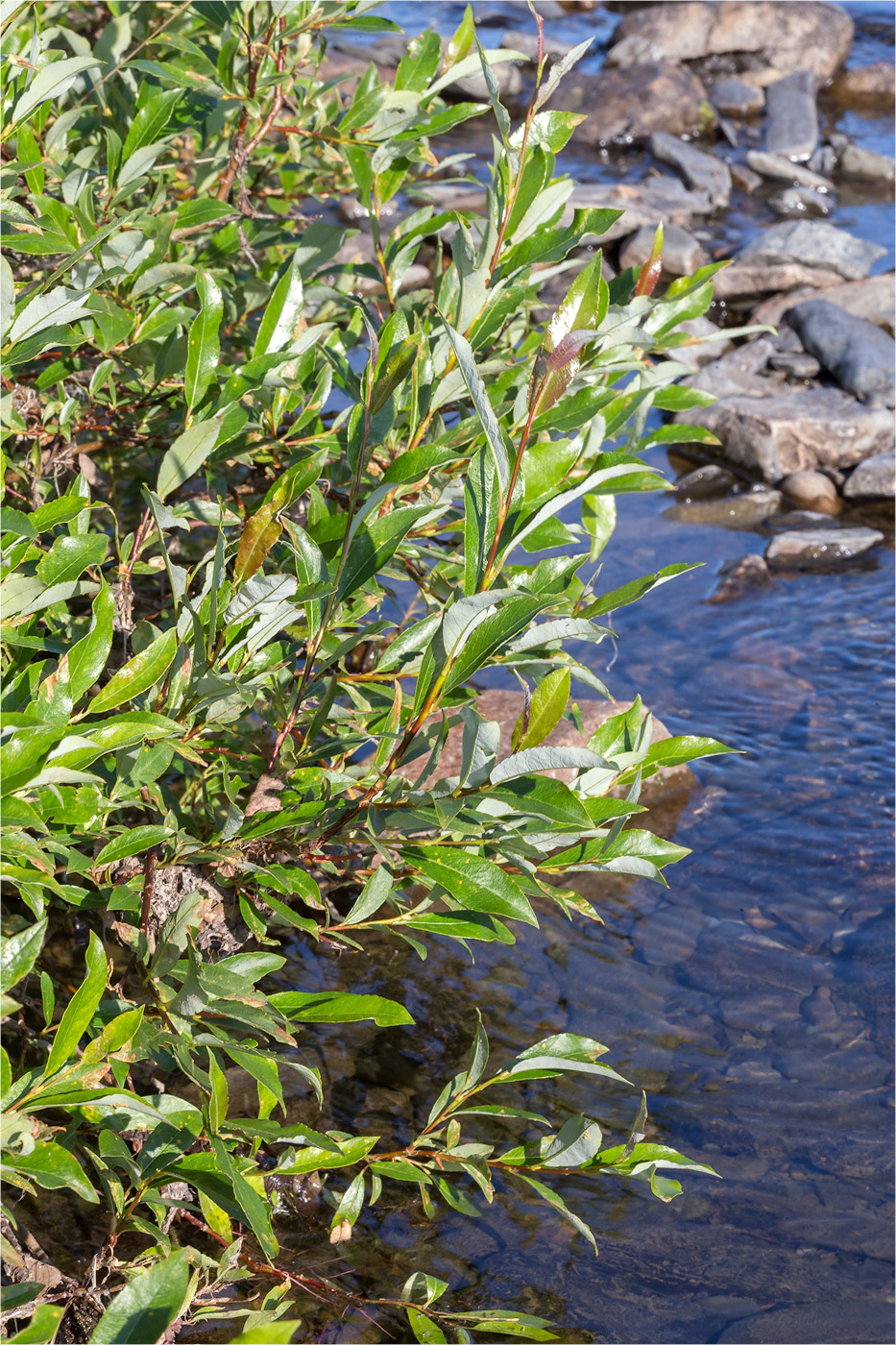 Изображение особи Salix phylicifolia.