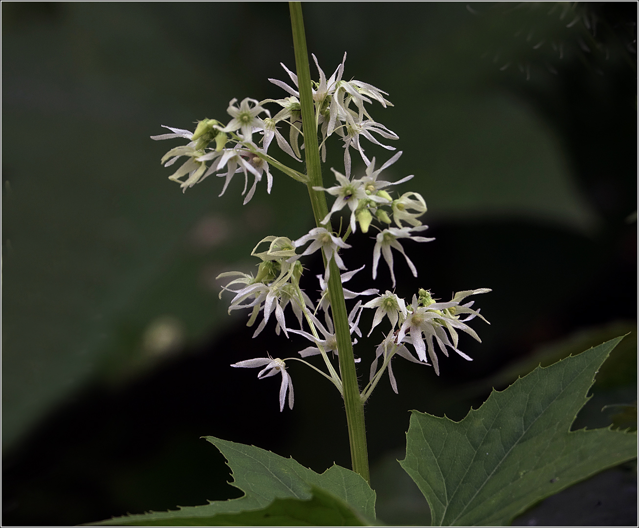 Изображение особи Echinocystis lobata.