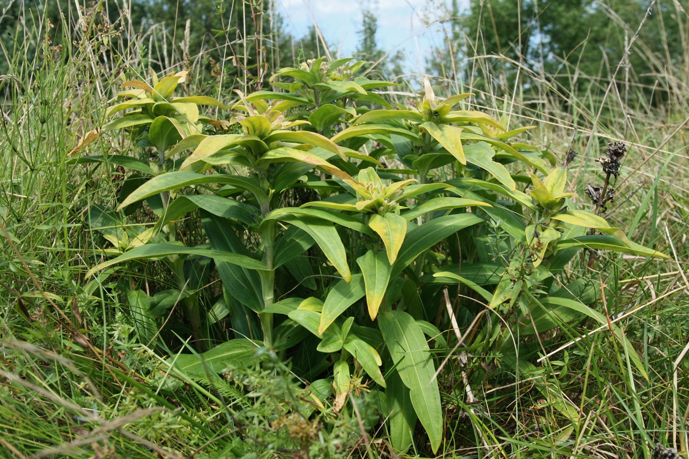 Изображение особи Gentiana cruciata.